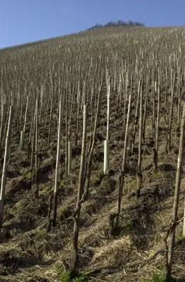 Egon Muller Vigne a Dominique Fornage Wine Vin ecole nobilis