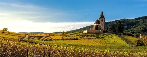 Clos Sainte Hune Trimbach Vue a Dominique Fornage Wine Vin ecole nobilis