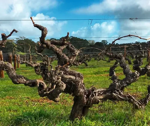 Wendouree Birks Brady Clare Australia vignes a Dominique Fornage ecole nobilis